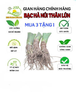 cây bạc hà núi thân lùn mua 3 tặng 1 mua 5 tặng 2