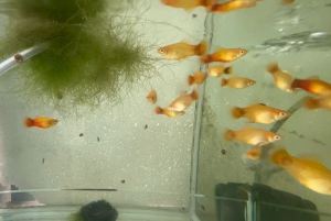 Mickey mouse platyLive Pet fishes Small Medium Animals aquatic Aquarium fish (10pcs) [Livestock]