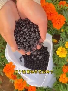 Peony Flower Seeds- Easy To Grow Peony Flower Seeds for Planting High Yield Suitable for Novice Growers Peony Flower Seeds for Year-round Balcony Potted Plants and Small Courtyard Flower Cultivation
