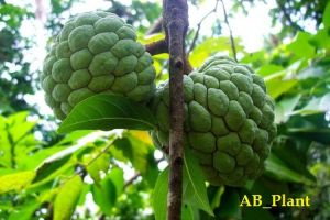 Bibit Srikaya Jumbo Hasil Okulasi Siap Berbuah