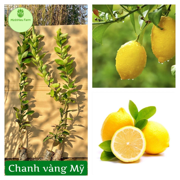 Cây chanh vàng Mỹ giống chuẩn F1, quả siêu to mọng nước thơm ngon cho ...