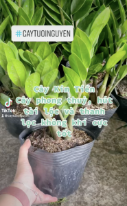 CÂY KIM TIỀN(cao 25-30cm) cây phong thủy hút tài lộc trang trí nhà cửa GIÁ RẺ lọc không khí Cây Tươi Nguyên CTN0250