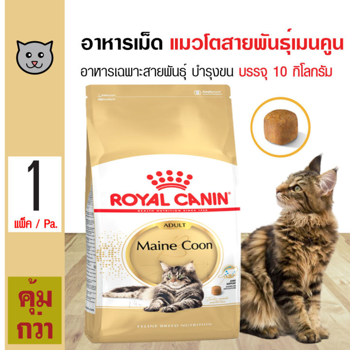 รีวิวเจาะลึก Royal Canin Adult Maine Coon: อาหารแมวบำรุงขนและสุขภาพสำหรับเมนคูนโต คุ้มค่าหรือไม่?
