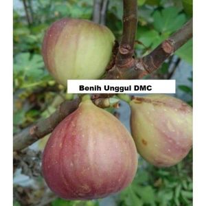 Bibit Buah Tin Super Jumbo Hasil Cangkok