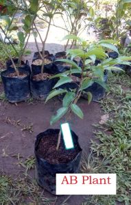 Bibit Leci Kom Merah Super Cepat Berbuah Hasil Cangkok Okulasi