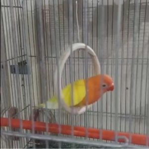 Magnifica Round Rattan Swing Toy for Bird