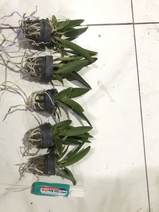 Brass%20ph%C6%B0%E1%BB%A3ng%20ho%C3%A0ng%20l%E1%BB%ADa%20c%C3%A2y%20gi%E1%BB%91ng%20-%20Image%203