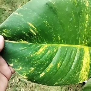 ต้นพลูด่าง ยักษ์ใหญ่ ใบฉีก - พลูด่าง พลูยักษ์ ต้นพลูด่าง ยักษ์ใหญ่ ใบฉีก