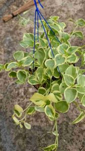 Tanaman Hias Gantung | Terang Bulan (1 Pot Rimbun)