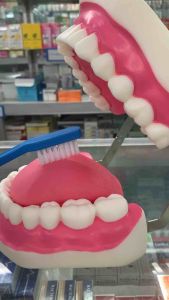 หุ่นจําลองฟันขนาดใหญ่ ใหญ่3 เท่า แบบมีลิ้น