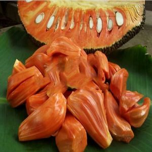 Bibit nangka merah 1 meter okulasi genjah