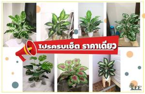 (โปรครบเซ็ต ราคาเดียว ชุด3!) ต้นไม้มงคล พร้อมกระถางขาว แถมหินฟรี สูง 45-60 ซม. ต้นไม้ปลอมตกแต่งบ้าน Leeartplants