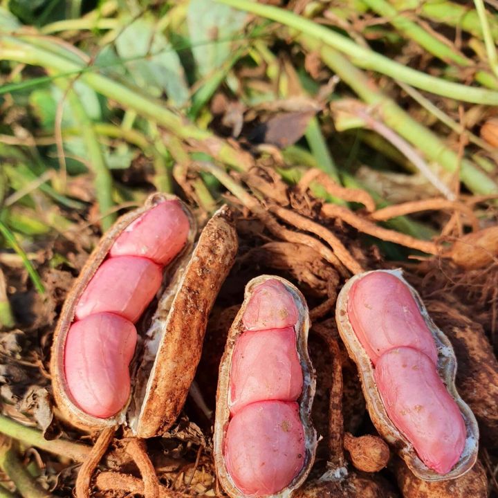 เมล็ดพันธุ์ถั่วลิสงพันธุ์กบินทร์ คุณภาพสูง