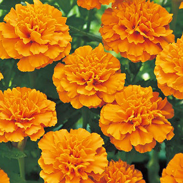 เมล็ดพันธุ์ดาวเรืองฝรั่งเศสสีส้ม พุ่มใหญ่