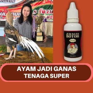 Jamu Ayam Bangkok Juragan Botoh Biar Ganas Tenaga Super Sebelum Diadu
