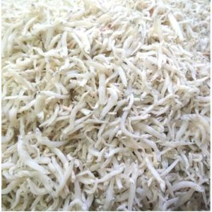 teri jengki belah murah 10 ribu