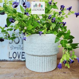 The Leaferie Ultana plant pots. flowerpot . flowerpots . flower pot . planter . planters . Ceramic . Plants
