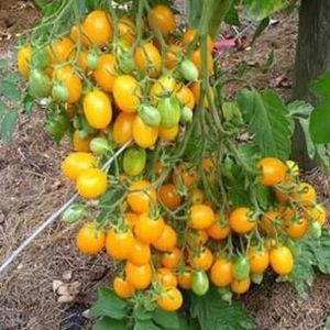 15 BUTIR BIJI/BENIH TANAMAN TOMAT CHERRY KUNING