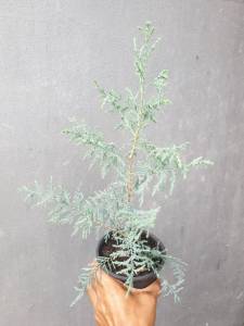 ต้นสน สนแคชเมียร์ บลูใบย้อย Cupressus cashmeriana Kashmir Cypress #สนบลูไอซ์ #Cypress #สไตล์อังกฤษ