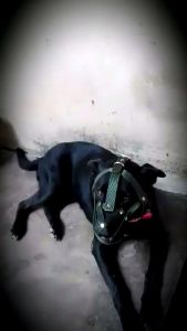 XXL ปลอกปากไชส์ใหญ่ - สีเขียวขี้ม้า หรือสีดำ - วัดไชส์เน้นรอบหัว 22-23