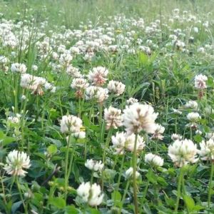 หญ้าโคลเวอร์ขาว หญ้าสามใบรูปหัวใจ หญ้าไม้ยืนต้น สำหรับสนามหญ้าทุกฤดู หญ้าสนามหญ้าสีเขียว หญ้าในสวนและทุ่งหญ้า