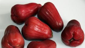 Bibit Jambu Air Lilin Merah/Madu Deli Merah