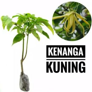 Bibit Tanaman Bunga Kenanga Kuning Super Murah
