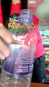 ลูกแป้งสาโท ลูกละ 6 บาท สูตรข้าวสีสวย หวานทานอร่อย