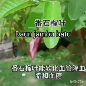 Flash Deal Pure Guava Leaf Tea Bag Sugar Balance Lower Blood Lipid Blood Pressure Daily Herbal Health Drink 芭樂葉茶包天然草本穩定血糖降三高 COD