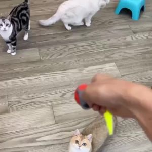 Speedy Tail 3.0 Speedy Tail 2025 Upgraded Speedy Tail Cat Toy Interactive Cat Toy for Indoor Cats USB Rechargeable Smart Cat Toys Ball with TailAutomatic Moving Cat Toy Ball 2PC(Blue + Orange)