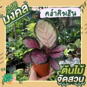 ต้นคล้าคิมสัน ต้นไม้มงคล คัดฟร์อมใบสวย พร้อมกระถาง 6 นิ้ว ต้นไม้ฟอกอากาศ ต้นไม้ปลูกในบ้าน ต้นไม้ประดับ ต้นไม้ประดับ ต้นไม้มงคล ต้นไม้ฟอกอากาศ ต้นไม้ปลูกในบ้าน ต้นไม้มงคลปลูกในบ้าน ต้นไม้ด่าง