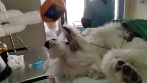 RechargeableApnea Monitor Respiration Apnea Alert Alarm Sensor With A Display For Cat Rabbit Dog Prime Indicator