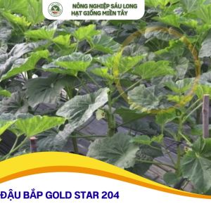 ĐẬU BẮP 5 KHÍA -GÓI 50GR ĐẬU BẮP GOLD STAR - trái có màu xanh nhạt siêu trái  siêu năng xuất.
