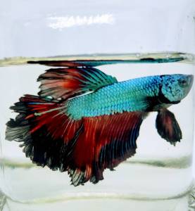 เบตต้า ฮาฟมูน แฟนซี (สุ่มสี) เพศผู้ Betta Halfmoon Fancy (MALE)