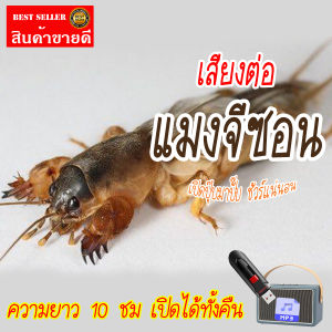 เทพไรแดง888 เสียงต่อแมงจีซอน แฟลชไดร์ฟ USB ความยาว 10 ชม. เปิดถึงเช้า เสียงแมงจีซอน เสียงดังฟังชัด เสียงดังฟังชัด100% Kit545