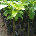 Bibit Buah Alpukat Mentega Tanpa Biji Atau Non Biji -Bbu. 