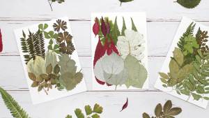 Real Dried Pressed Leaves Natural Dried Leaf for Candle Resin Jewelry Soap Nail Pendant Phone Case Crafts Making Floral Decors Scrapbooking DIY (40 Pcs Real Dried Leaves Flowers)