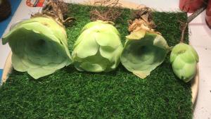 Mountain rose Family