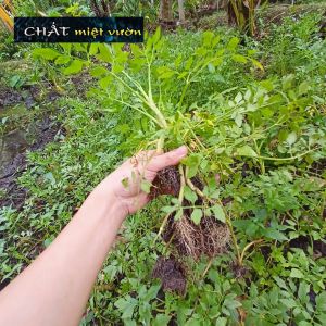 Combo 10 Cây rau cần nước giống - Cần ta giống - Cần ống giống (cây cao 20-30cm)