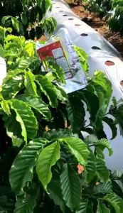 One Z Green Fungisida Turbo 1 kg: Solusi Anti Jamur & Mencegah Penyakit Busuk Akar