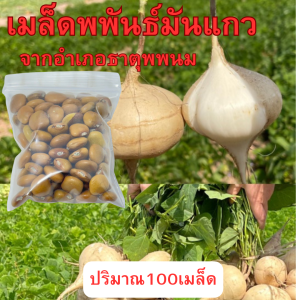 เมล็ดพันธุ์มันแกว มันเภา 1กิโลกรัม จากอำเภอธาตุพนม