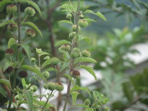 Daun Rumput Knop Segar / Daun Babakoan Segar / Rumput Knop (hyptis capitata) Herbal Alami