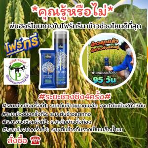 4Treeของแท้ โฟร์ทรี+บู๊สเตอร์ คู่หูพลังคูณ 4 สารเพิ่มประสิทธิภาพพืชสูตรอิออน อินทรีย์ธรรมชาติแท้ [1 ชุดใช้ได้ 20 ไร่ ]ช่วยเร่งขยายราก พืชโตเร็ว เขียวทน เขียวนาน เพิ่ม%แป้ง เพิ่มน้ำยาง นวัตกรรมใหม่จากอิสราเอล ใช้ได้กับพืชทุกชนิด ของแท้100%