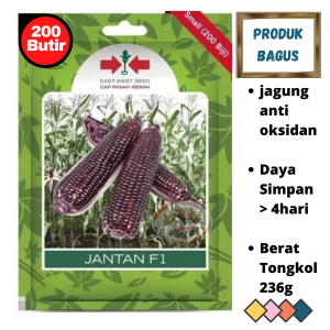Benih Bibit Jagung Pulut Ungu JANTAN F1 jagung antioksidan dari Cap Panah Merah 200butir