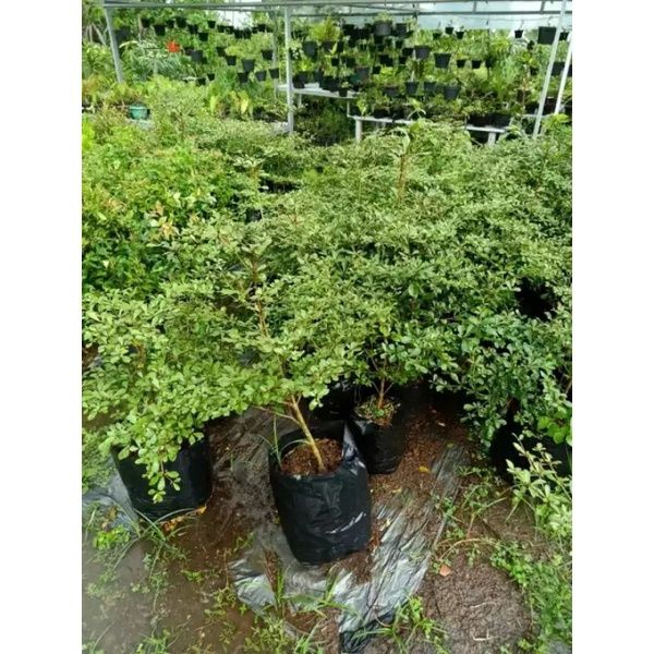 pohon Ketapang kencana tanaman hias Ketapang kencana | Lazada Indonesia