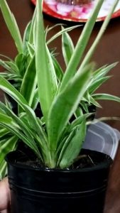 ไม้ประดับเศรษฐีเรือนนอกในกระถาง 3 นิ้วลำต้นแข็งแรง - ราคาที่สมบูรณ์