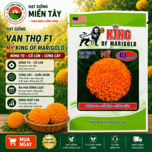 (Gói LỚN 1GRAM khoảng 300 hạt) Hạt Giống Hoa Vạn Thọ Mỹ KING SUTU B3 -Pro - CAO Lỡ - CAM- bông to chắc- cổ mập