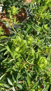 กุหลาบเขียวสวยเก๋ ดอกดกเลี้ยงง่ายบานทน 250 บาท ส่งยกต้นพร้อมดอก