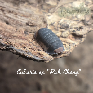 IJUZWANISO] Cubaris sp Pak Chong (Isopod for Terrarium and pets)