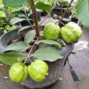 BIBIT TANAMAN JAMBU KRISTAL MERAH 🌱Memiliki Keunggulan Rasa Manis Berdaging Tebal Renyah Dan Non Biji. Sangat Cocok Ditanam Di Pot Atau Di Jebunkan. Rajin Berbuah Dan Tidak Mengenal Musim